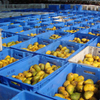 Mango Production Line