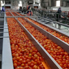 Tomato Production Line