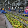 Mango Production Line