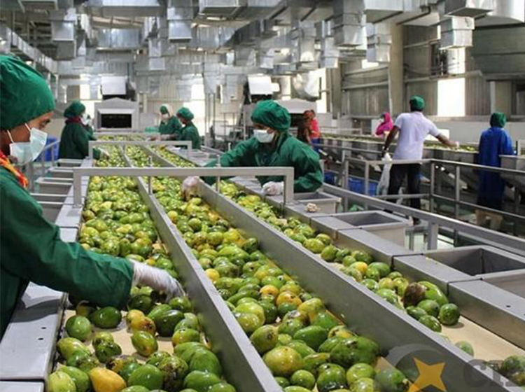 Fruit processing line